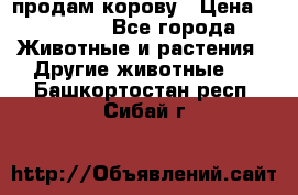 продам корову › Цена ­ 70 000 - Все города Животные и растения » Другие животные   . Башкортостан респ.,Сибай г.